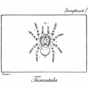 Tarantula